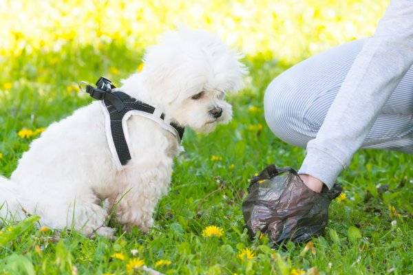 Projeto de Lei obriga tutores a limpar fezes de animais de estimação em parques e praças de Teresina